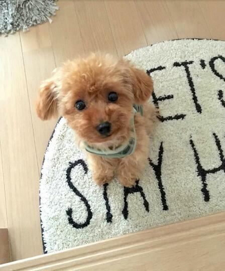 DearTeddy - Realistic Plush Puppy