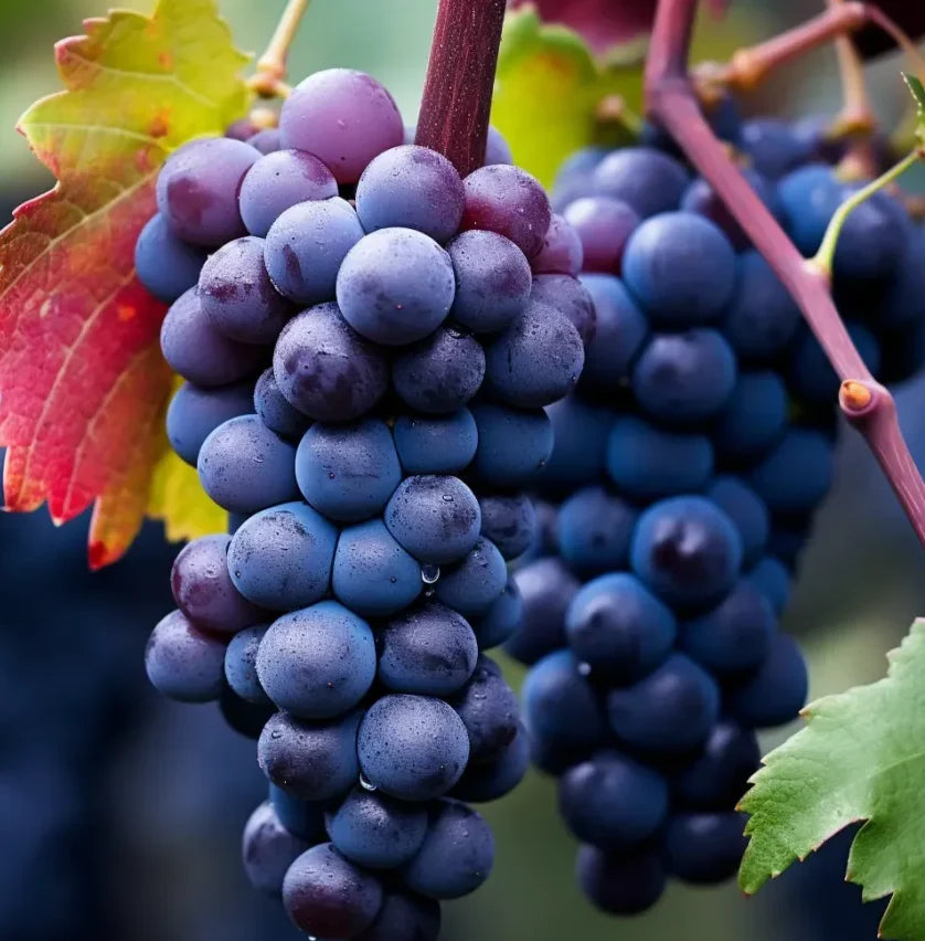 Semi di vite UltraVine per la coltivazione in casa