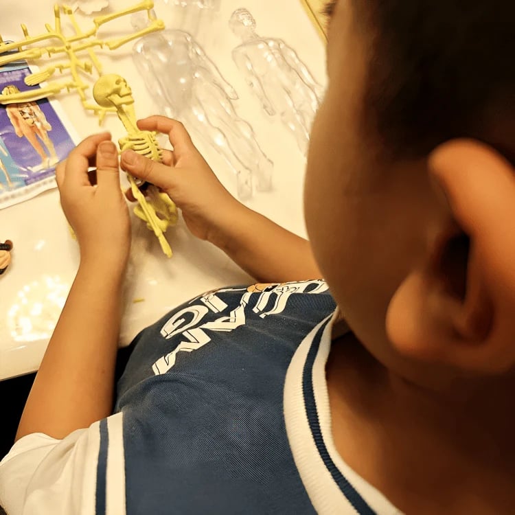 AnatoView 3D átlátszó emberi testfelépítés-modell