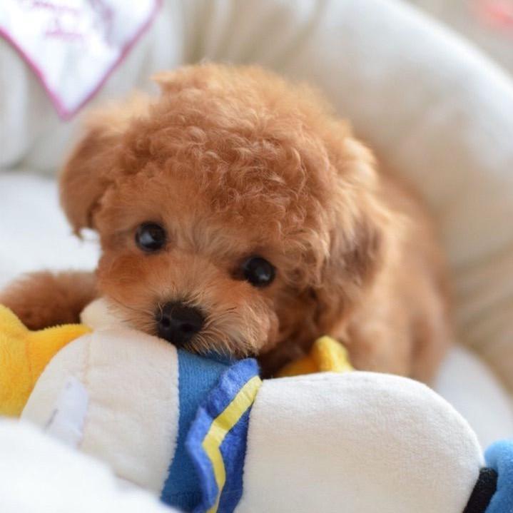 DearTeddy - Realistic Plush Puppy