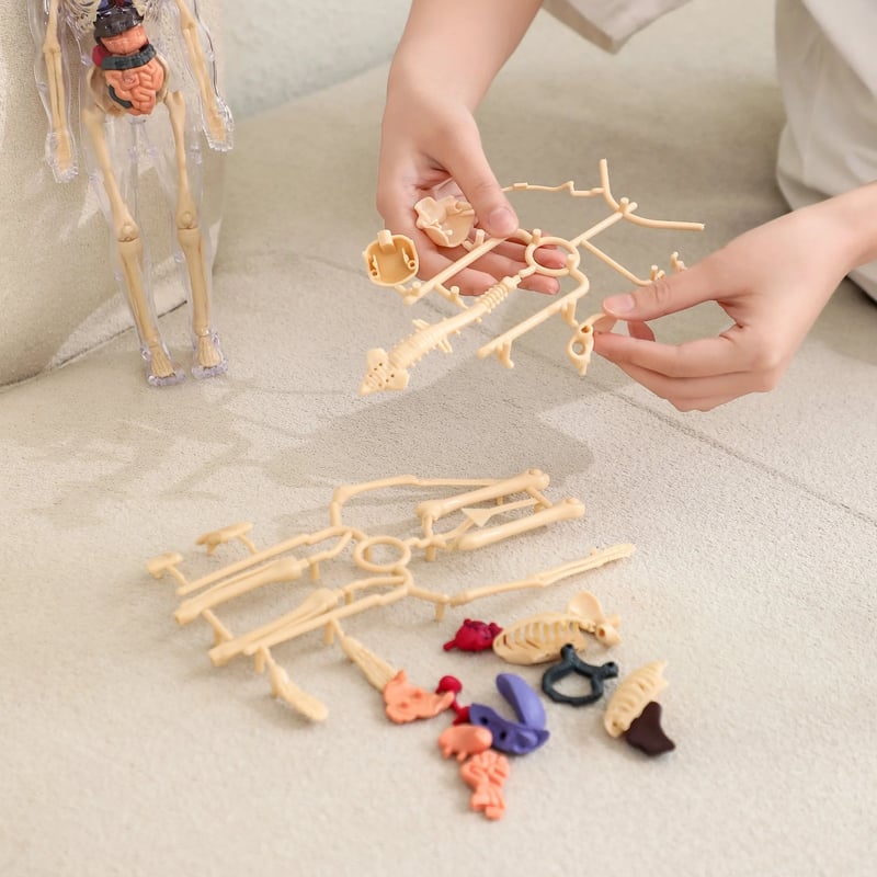 AnatoView 3D átlátszó emberi testfelépítés-modell