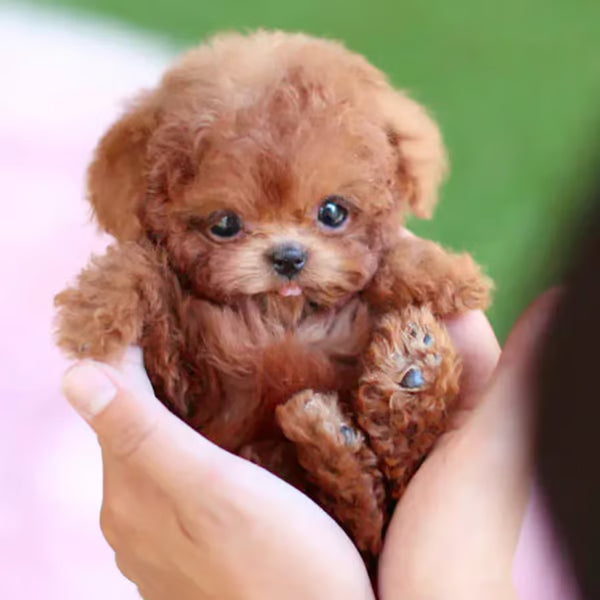 Pupfera — Jouet interactif compagnon pour chiot, pour des moments de jeu et de confort amusants