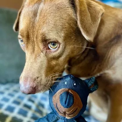 ToughPaws – Plüss, sípoló kutyajáték