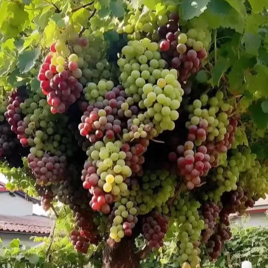 Semi di vite UltraVine per la coltivazione in casa