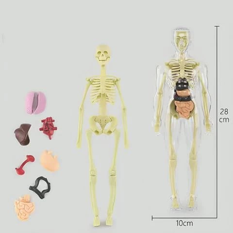 VitaMorph™ — 実物大で体験する、これまでにない解剖学の発見