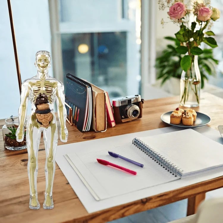 AnatoView 3D átlátszó emberi testfelépítés-modell