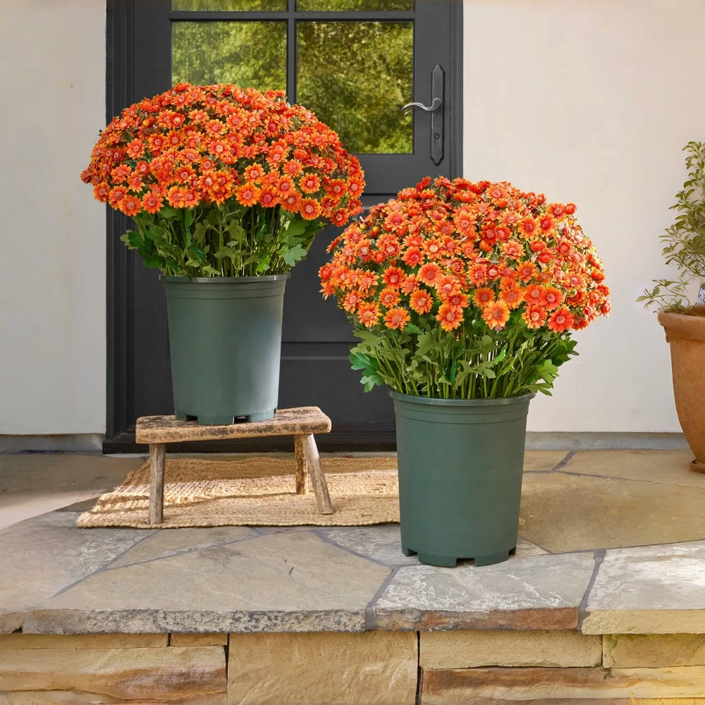 EverFall - Artificial Fall Mum Plant