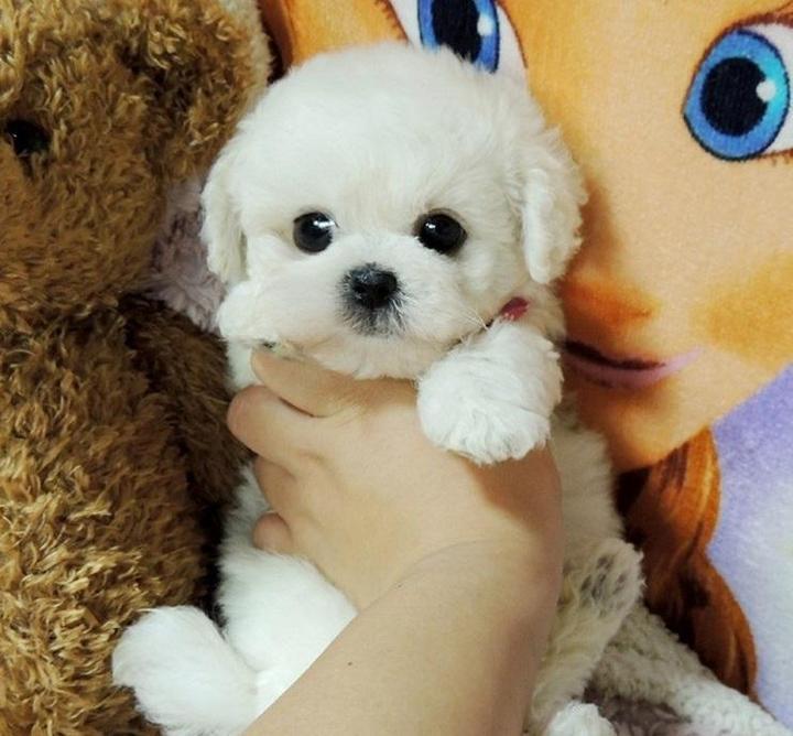 DearTeddy - Realistic Plush Puppy
