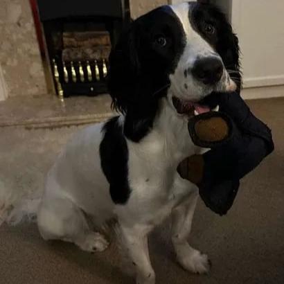 ToughPaws – Plüss, sípoló kutyajáték