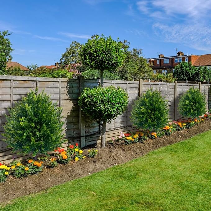 EverGreen Cedar Tree – Outdoor Decorative Potted Plant