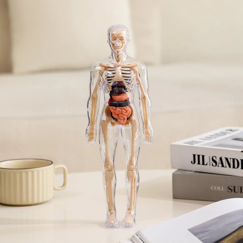 AnatoView 3D Clear Human Body Structure Model