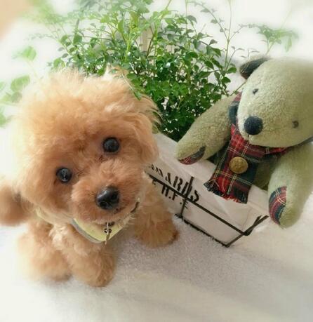 DearTeddy - Realistic Plush Puppy