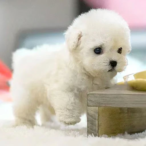 Pupfera — Jouet interactif compagnon pour chiot, pour des moments de jeu et de confort amusants