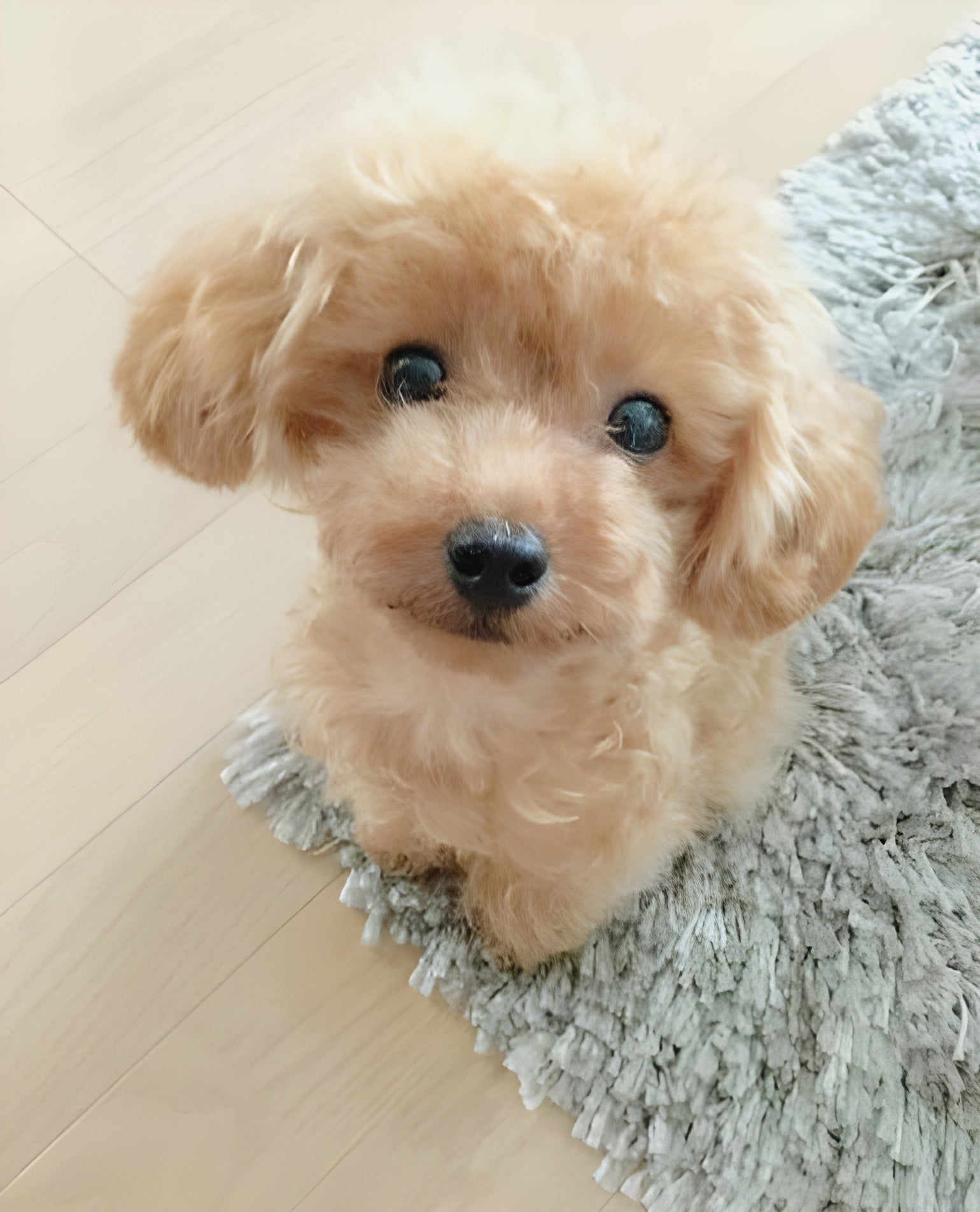 DearTeddy - Realistic Plush Puppy